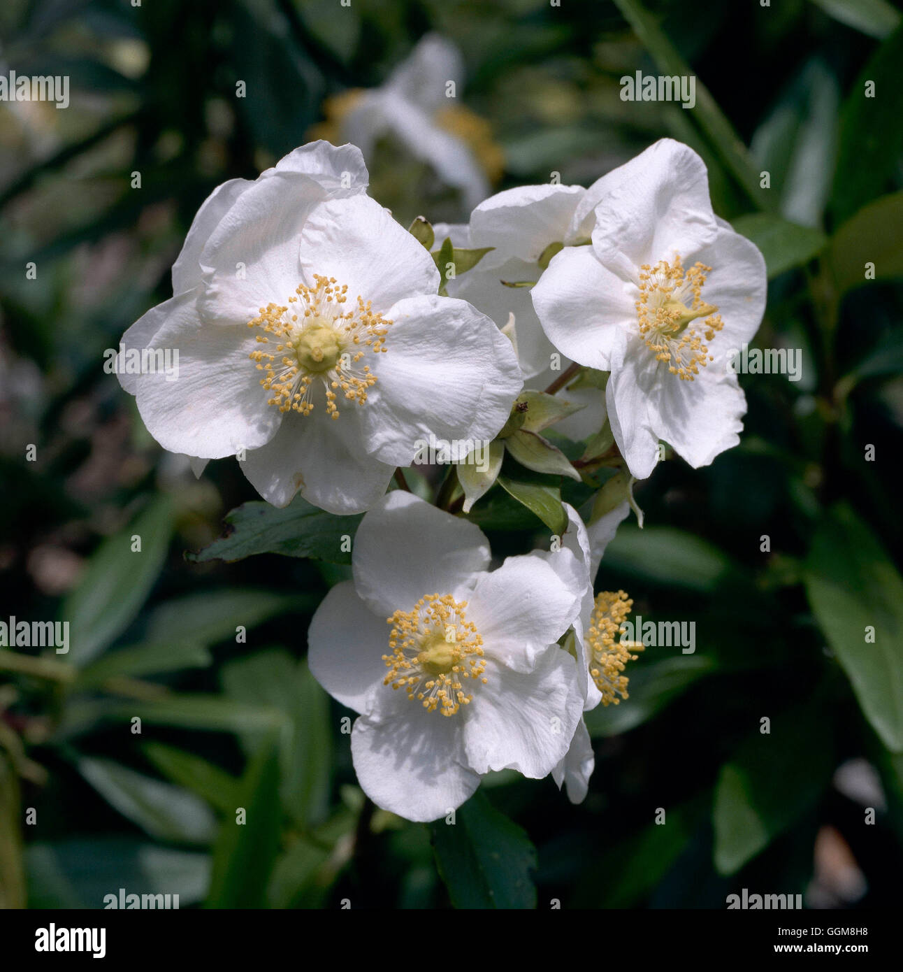 Carpenteria californica - `Elizabeth'   TRS106127 Stock Photo